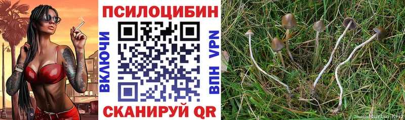 Псилоцибиновые грибы мицелий Томмот